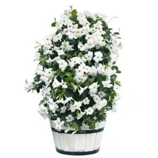 White Mandevilla Vine