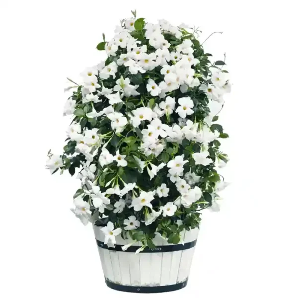 White Mandevilla Vine