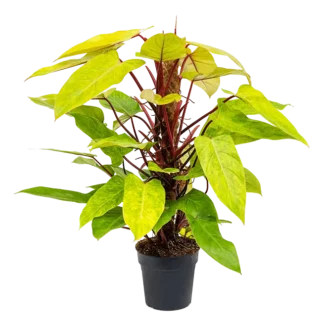 Philodendron Painted Lady