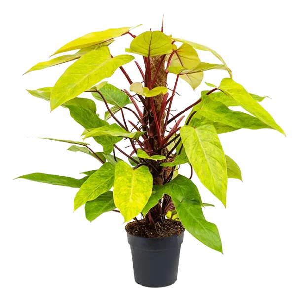 Philodendron Painted Lady