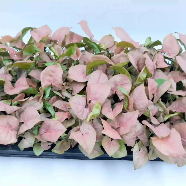 Pink Syngonium Live Plant - Image 2