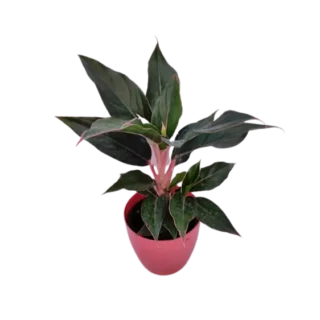 Aglaonema ‘Black Lipstick’