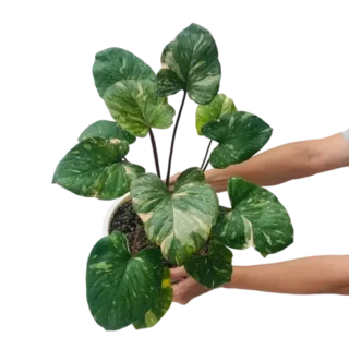 Homalomena Rubescens Maggy Variegated - Rare