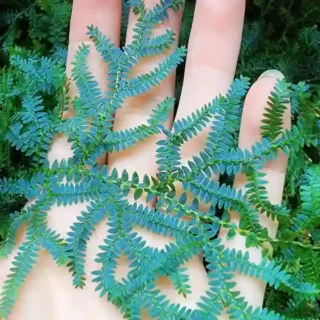 Selaginella Uncinata, Blue Spikemoss, Peacock Fern