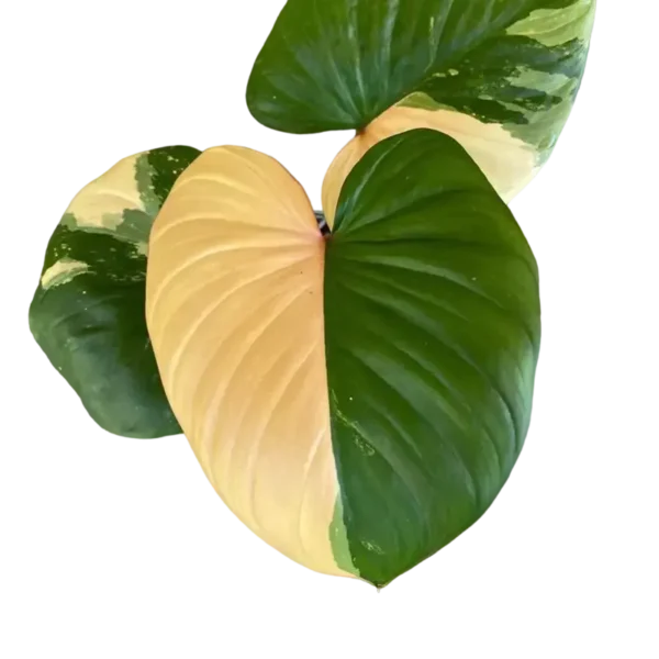 Homalomena Rubescens Maggy Variegated - Rare - Image 2