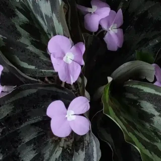 Peacock Ginger (Kaempferia Rotunda)