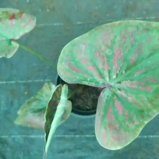 Caladium