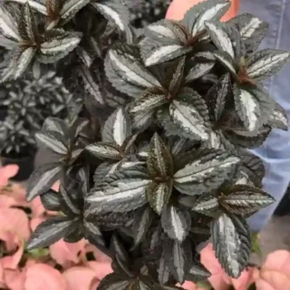 Pilea 'Silver Tree'