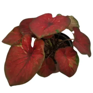 Caladium Plant Hot Lips (Ma Had Thai) Elephant Ear