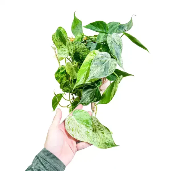 Philodendron Hederaceum Variegated- Rare - Image 2