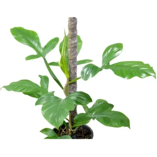 Philodendron Applanatum - Rare Plant