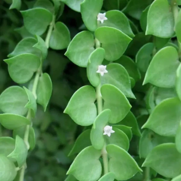 Dischidia Ruscifolia (Million Hearts) - Image 2