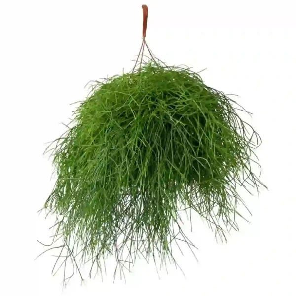 Rhipsalis baccifera 'Oasis'(Pencil cactus) - Image 2