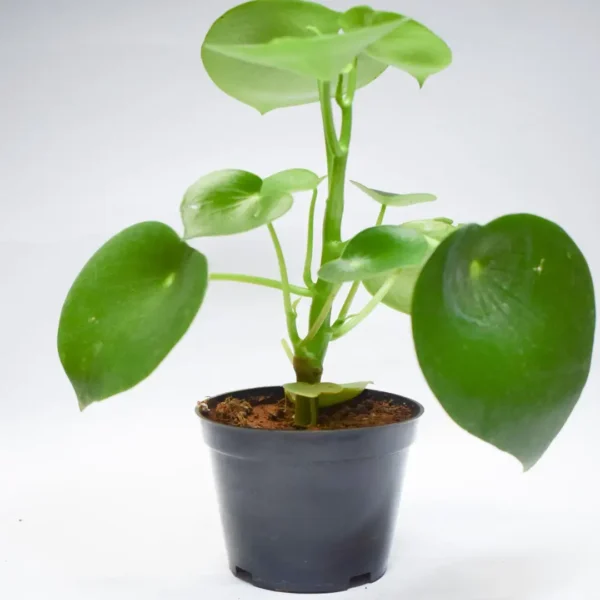 Peperomia Raindrop - Image 3