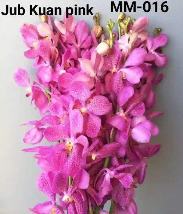 MM-016~Mokara Matured Plant(Jub Kuan Pink)
