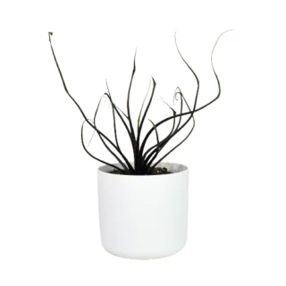 Alocasia Plumbae | "Flying Squid" - Rare