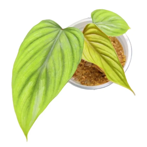 PHILODENDRON PLOWMANII- Rare - Image 3