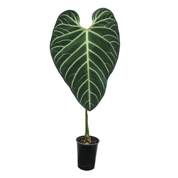 Anthurium Regale -Medium - Image 3