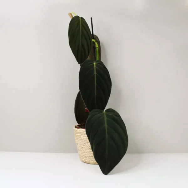 Philodendron Gigas - Rare Plant - Image 2