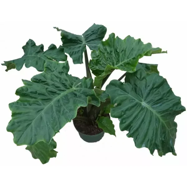 Alocasia Low Rider - Rare - Image 2