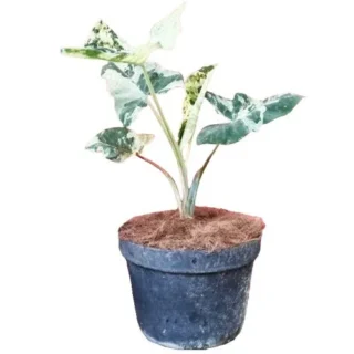 Xanthosoma Sagittifolium Variegated - Rare