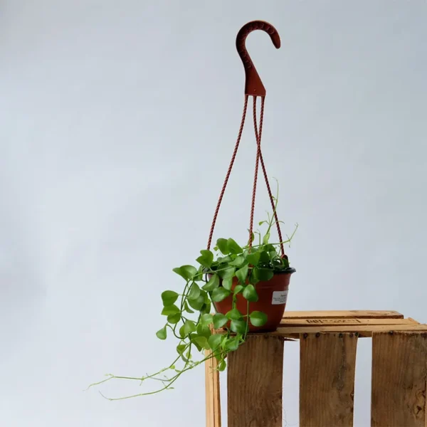 Dischidia Oiantha plant - Image 2