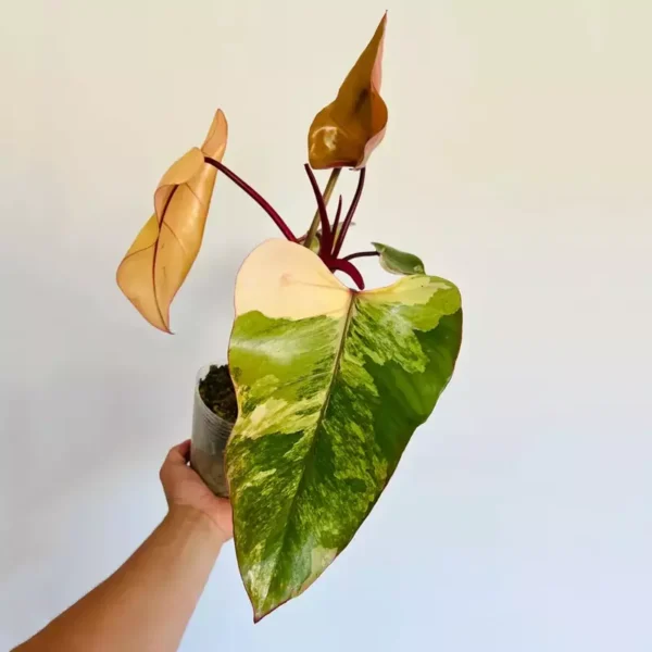 Strawberry Shake Philodendron- Rare Plant - Image 3