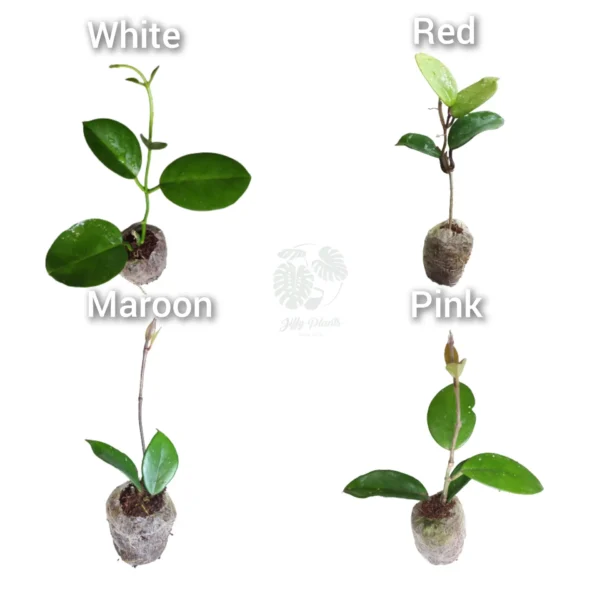 Hoya (5 varieties Combo) - Image 2