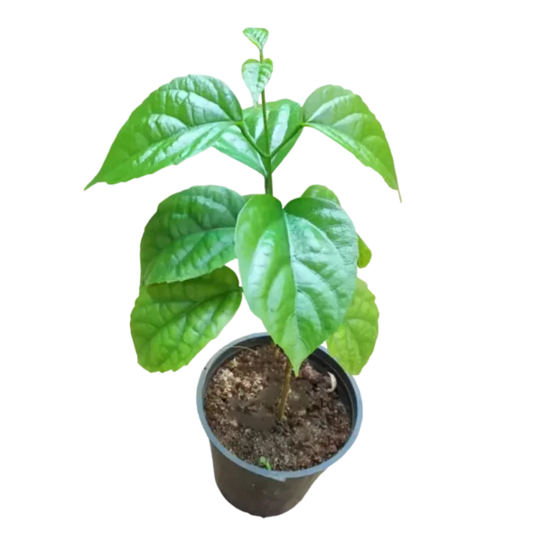 Golden Cascade Plant (Petraeovitex bambusetorum) - Image 3