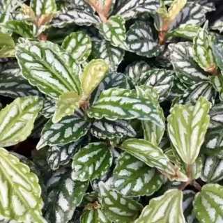 Pilea Cadierei /  Aluminium plant