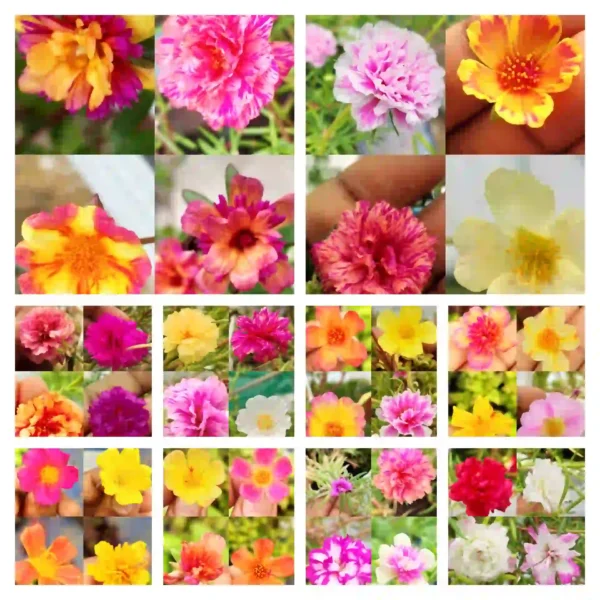 Portulaca, Purslanes, Table rose, Pathumani (Moss rose, moss rose purslane, Mexican rose, sun rose, rock rose, table rose)-  30 varietys Combo