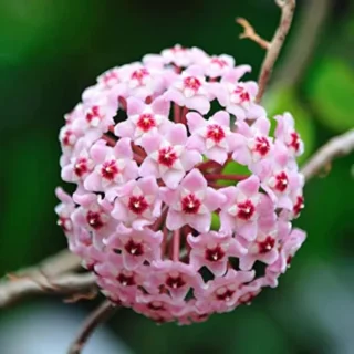 Hoya (Pink) Krinkle