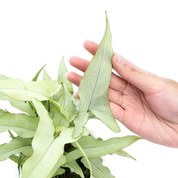 SYNGONIUM WHITE NARROW - Image 2