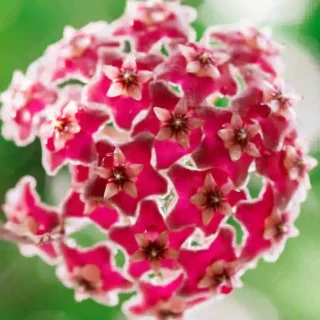 Hoya (Red) pubicalyx