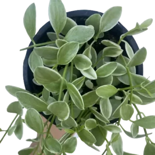 String Of Nickels Variegated (Dischidia Oiantha) - Rare