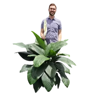 Spathiphyllum Peace Lily Hybrid