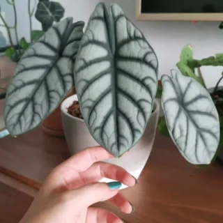 Alocasia Baginda ‘Silver Dragon’