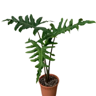 Alocasia Portei, Elephant Ear - Rare