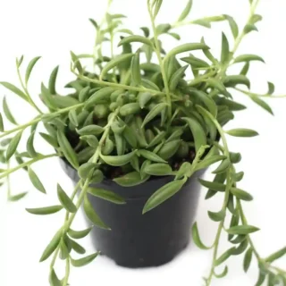 String of Bananas