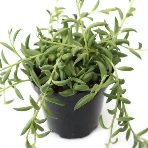 String of Bananas