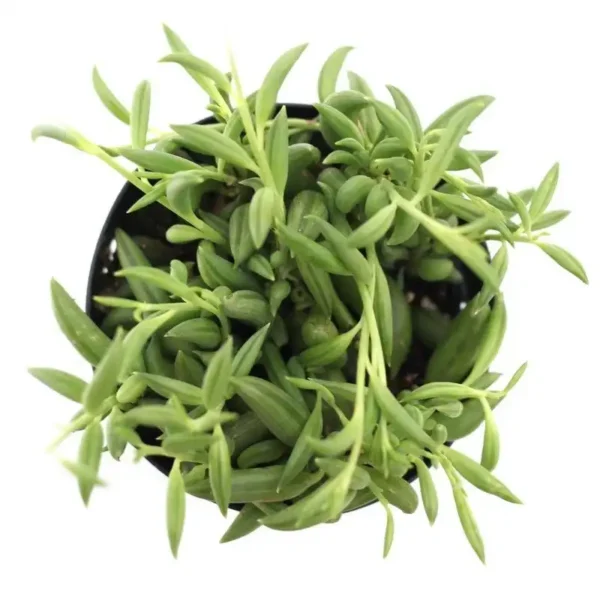String of Bananas - Image 2