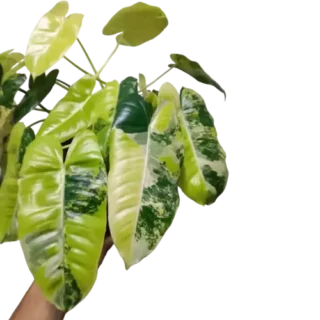 Philodendron Burle Marx Variegated