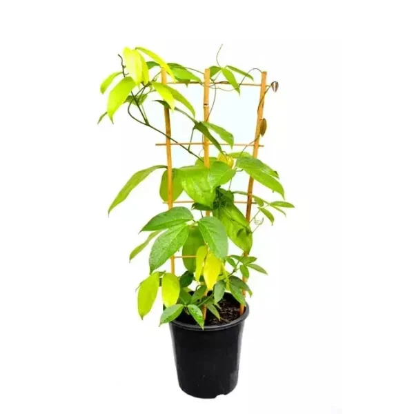 Red Jade Vine - Rare - Image 3
