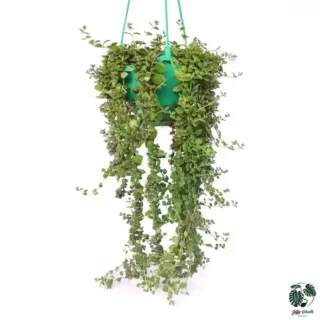Tangled Heart Plant