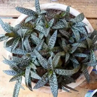 Silver Squill, Ledebouria socialis