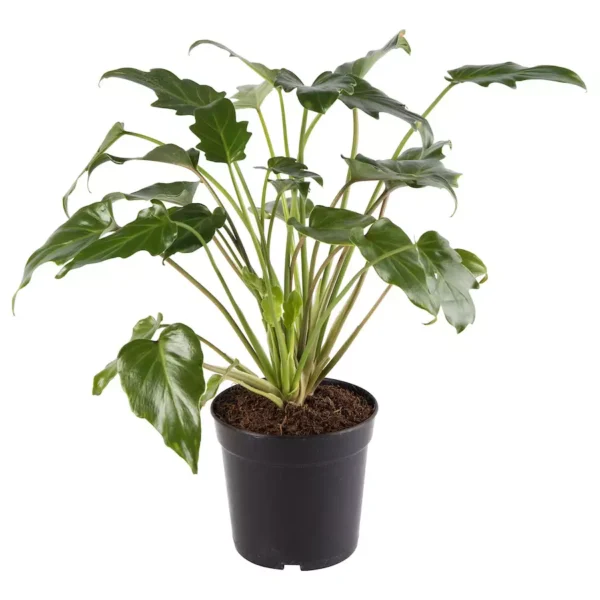 Philodendron Xanadu - Image 2