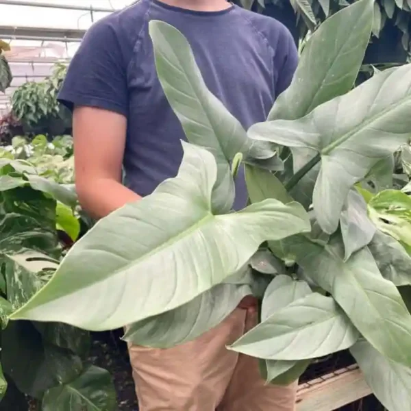 Philodendron Hastatum Silver Sword Plant - Image 2