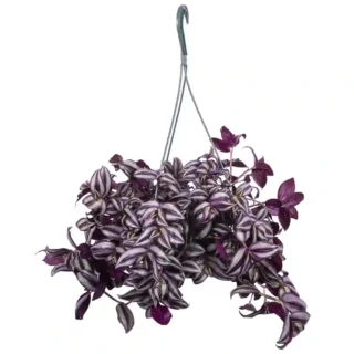 Wandering Jew Plant