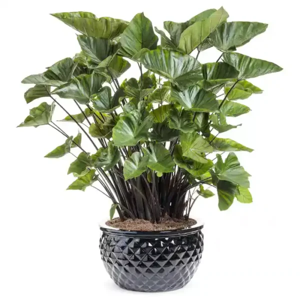 Colocasia esculenta 'Coffee Cups'  | Coffee Cups Elephant's Ear - Rare - Image 2