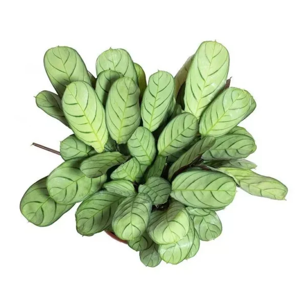 Ctenanthe burle marxii Amagris - Never Never Plant
